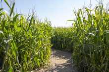 ChrisTeen Event: Cagle’s Farm Corn Maze